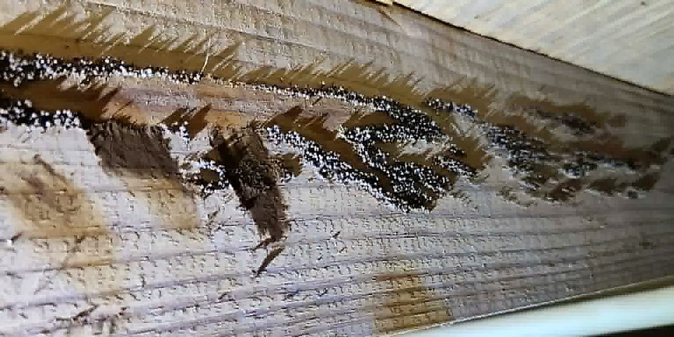 Termite galleries running through a floor joist
