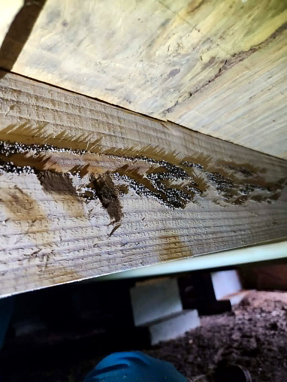 Termite galleries running through a floor joist