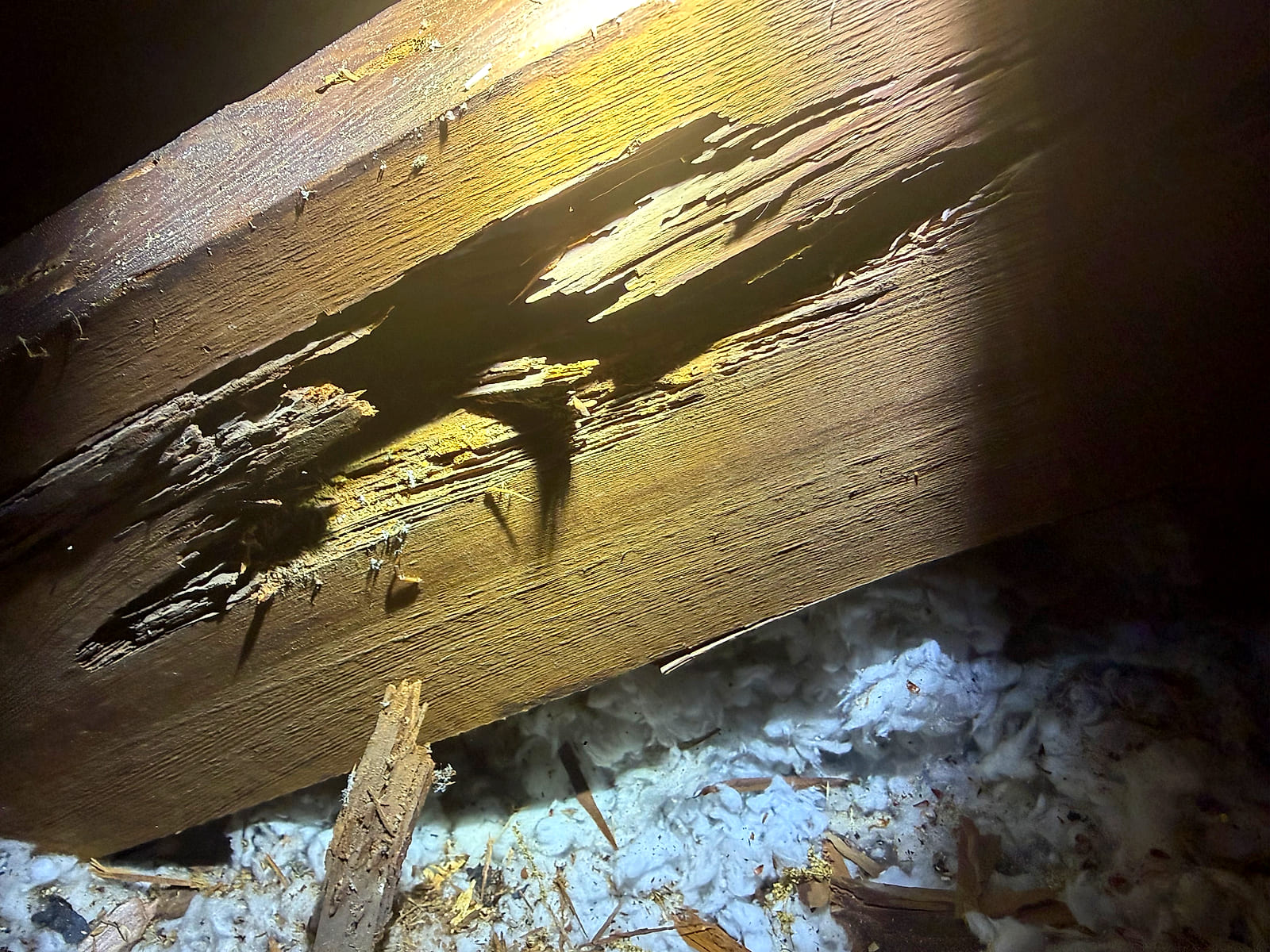 Termite damage eaten along the grain of an attic beam in a Pine Belt house, photographed by the Parker's crew