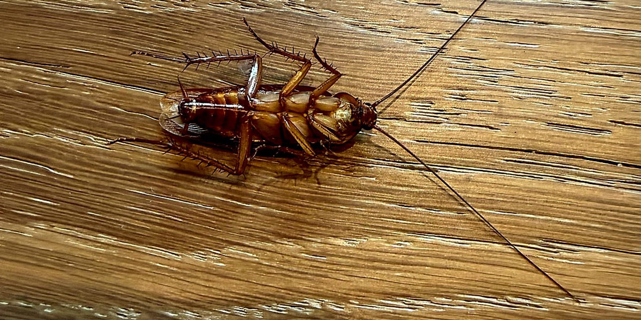 A roach on the floor inside a home