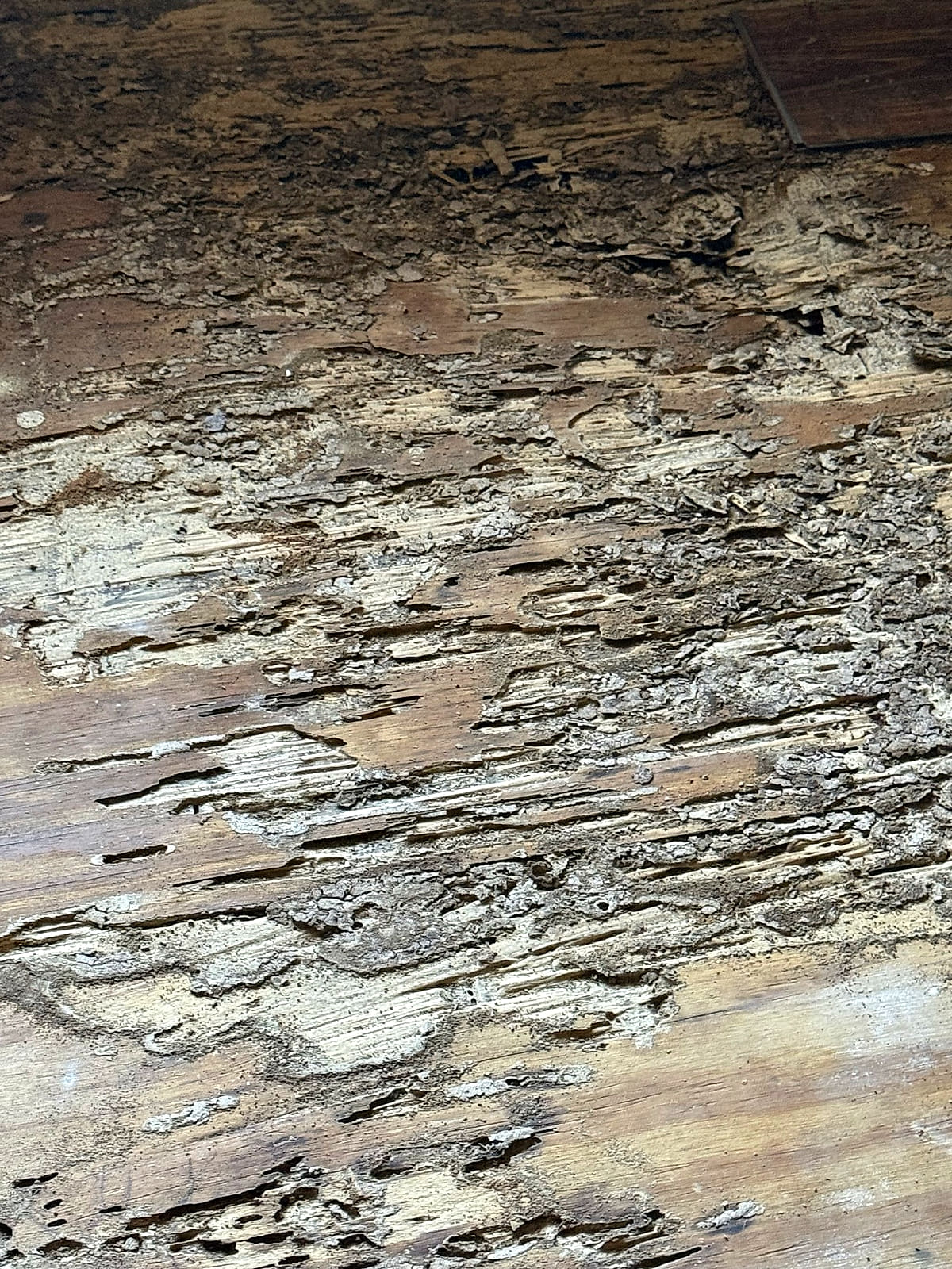 Termite galleries and mud through the decking under a floor
