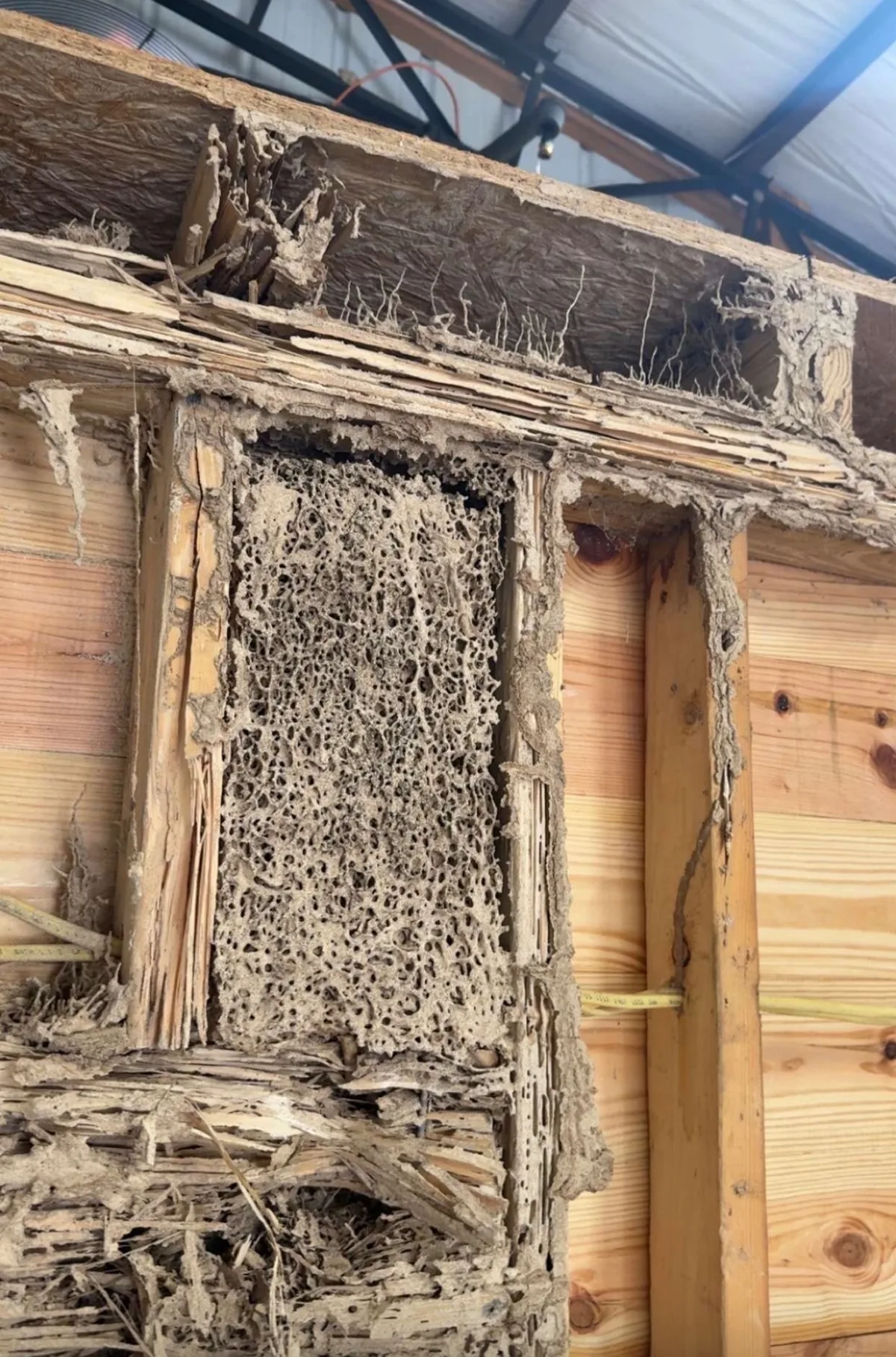 Termite carton nest filling an exposed wall cavity beside heavily damaged wooden framing