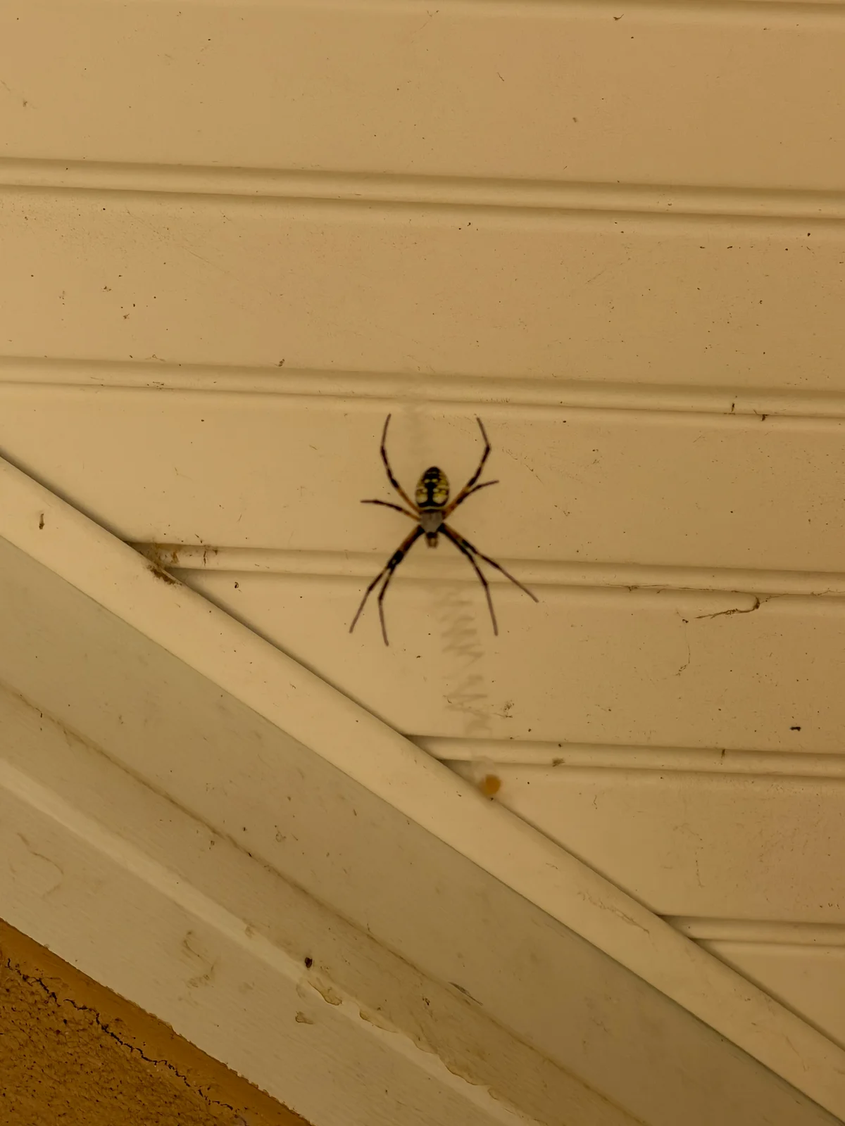 Black-and-yellow garden spider in a web with zigzag silk beneath a house eave
